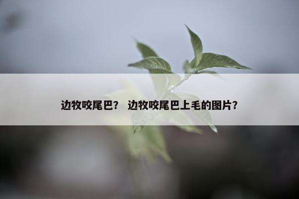 边牧咬尾巴？ 边牧咬尾巴上毛的图片？