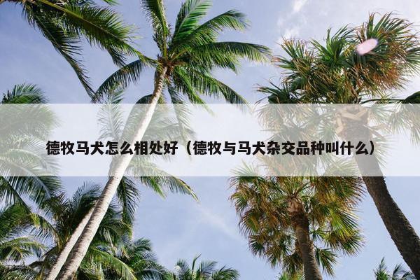 德牧马犬怎么相处好(德牧与马犬杂交品种叫什么)