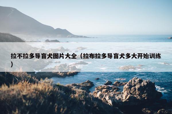 拉不拉多导盲犬图片大全(拉布拉多导盲犬多大开始训练)