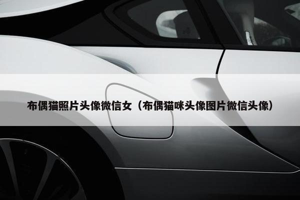 布偶猫照片头像微信女(布偶猫咪头像图片微信头像)