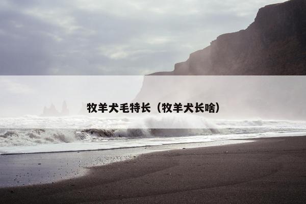 牧羊犬毛特长（牧羊犬长啥）
