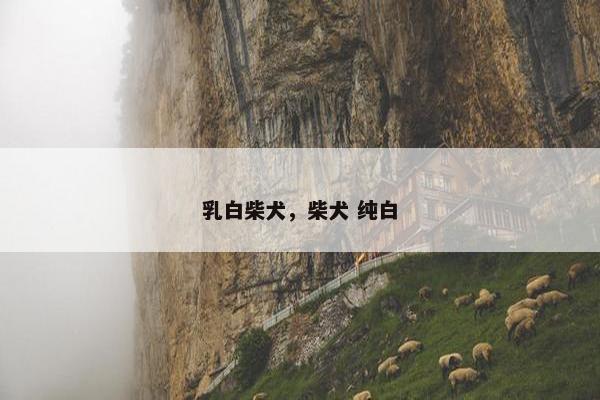 乳白柴犬,柴犬 纯白