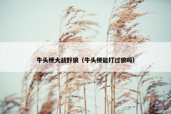 牛头梗大战野狼(牛头梗能打过狼吗)