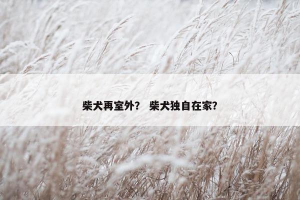 柴犬再室外？ 柴犬独自在家？