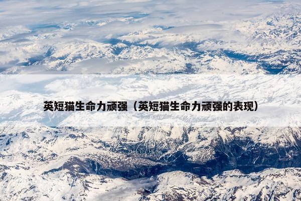 英短猫生命力顽强（英短猫生命力顽强的表现）