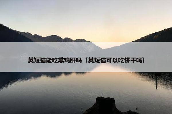 英短猫能吃熏鸡肝吗（英短猫可以吃饼干吗）
