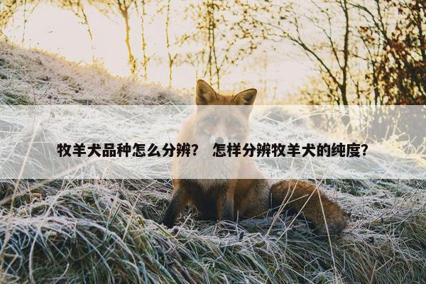 牧羊犬品种怎么分辨？ 怎样分辨牧羊犬的纯度？