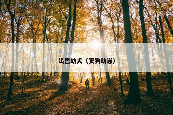 出售幼犬（卖狗幼崽）