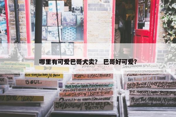 哪里有可爱巴哥犬卖？ 巴哥好可爱？