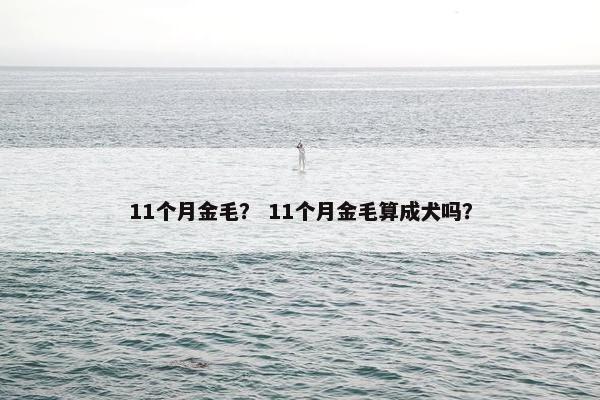 11个月金毛？ 11个月金毛算成犬吗？