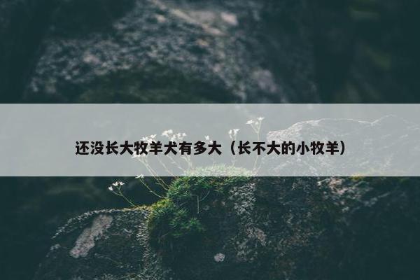 还没长大牧羊犬有多大（长不大的小牧羊）