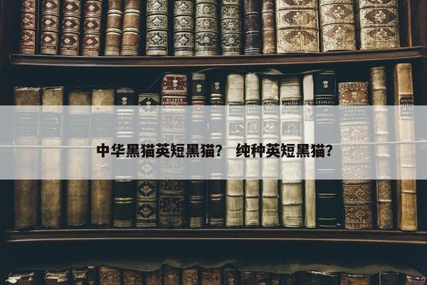 中华黑猫英短黑猫? 纯种英短黑猫?