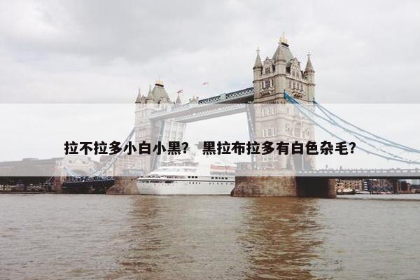 拉不拉多小白小黑？ 黑拉布拉多有白色杂毛？