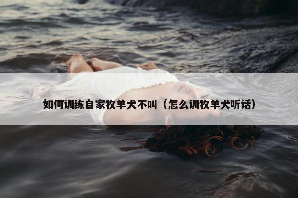 如何训练自家牧羊犬不叫（怎么训牧羊犬听话）