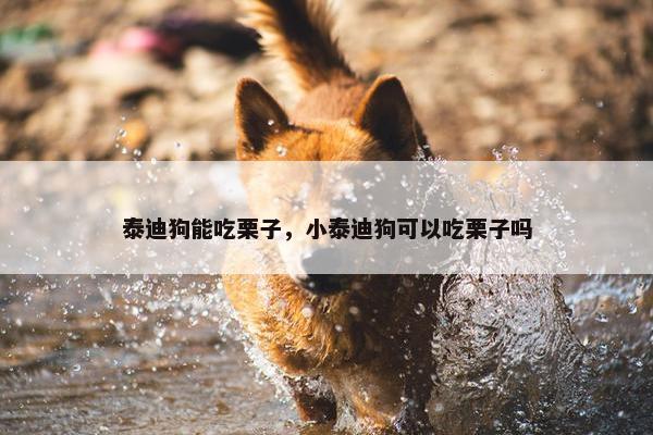 泰迪狗能吃栗子，小泰迪狗可以吃栗子吗