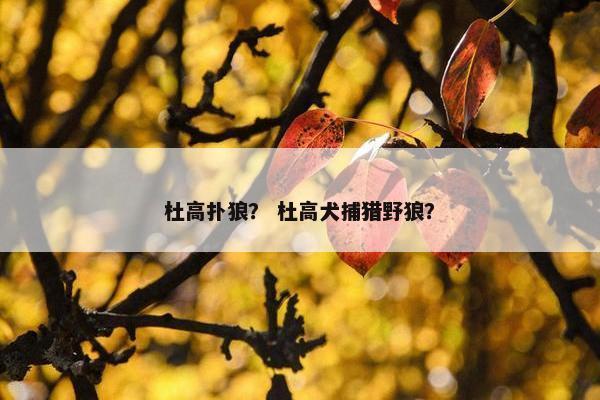 杜高扑狼？ 杜高犬捕猎野狼？