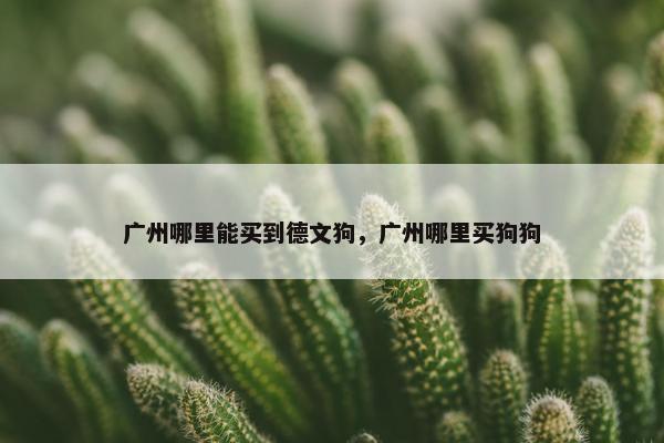 广州哪里能买到德文狗,广州哪里买狗狗