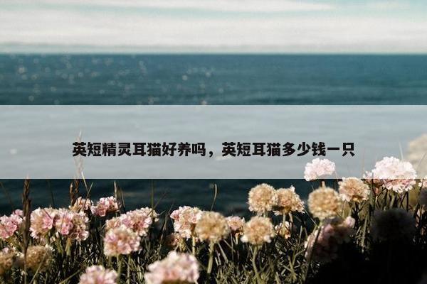 英短精灵耳猫好养吗，英短耳猫多少钱一只