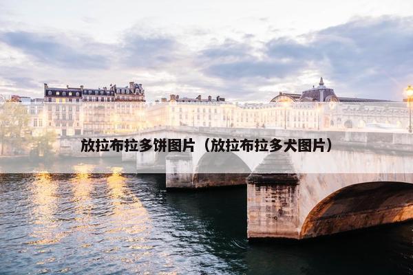 放拉布拉多饼图片（放拉布拉多犬图片）