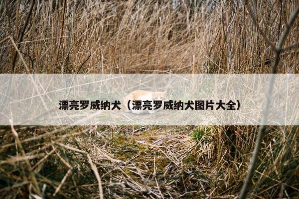 漂亮罗威纳犬（漂亮罗威纳犬图片大全）