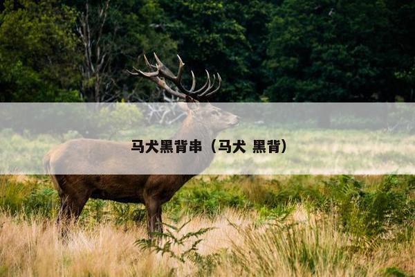 马犬黑背串(马犬 黑背)