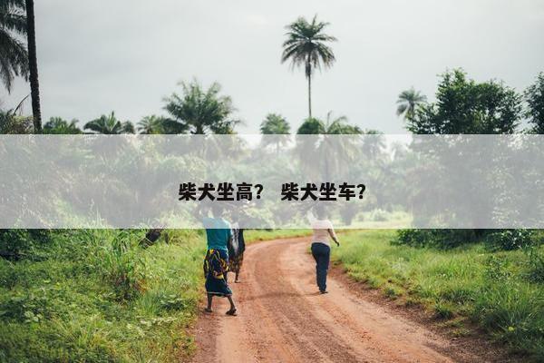柴犬坐高？ 柴犬坐车？