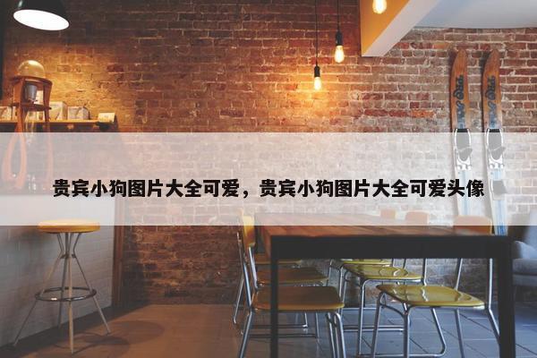 贵宾小狗图片大全可爱，贵宾小狗图片大全可爱头像