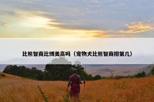 比熊智商比博美高吗（宠物犬比熊智商排第几）