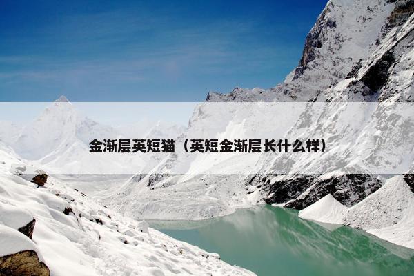 金渐层英短猫（英短金渐层长什么样）