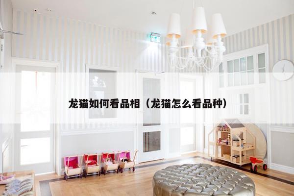 龙猫如何看品相（龙猫怎么看品种）