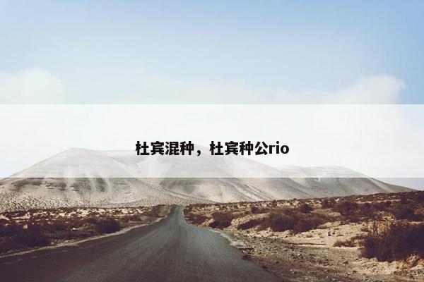 杜宾混种，杜宾种公rio