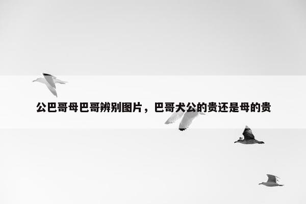 公巴哥母巴哥辨别图片，巴哥犬公的贵还是母的贵