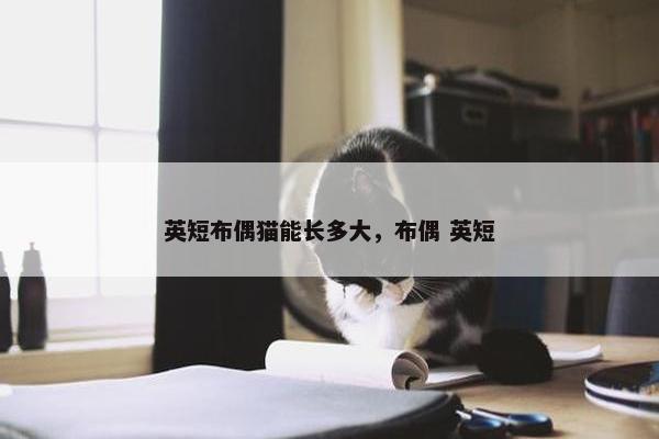 英短布偶猫能长多大，布偶 英短