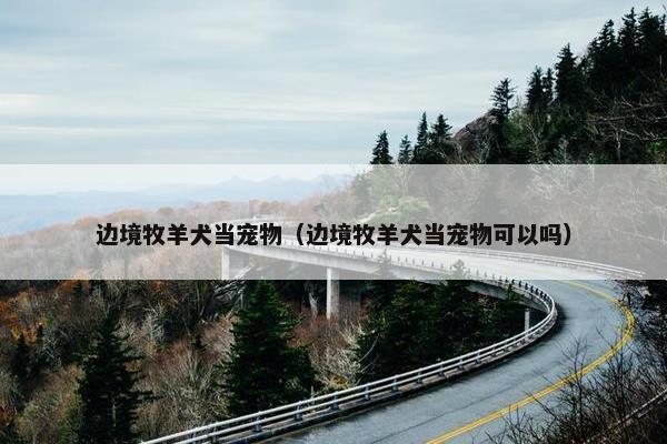 边境牧羊犬当宠物（边境牧羊犬当宠物可以吗）