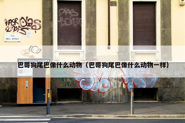 巴哥狗尾巴像什么动物（巴哥狗尾巴像什么动物一样）
