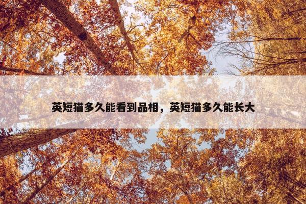 英短猫多久能看到品相，英短猫多久能长大