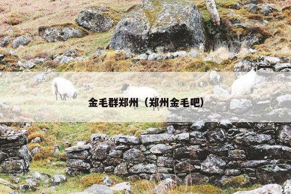 金毛群郑州（郑州金毛吧）