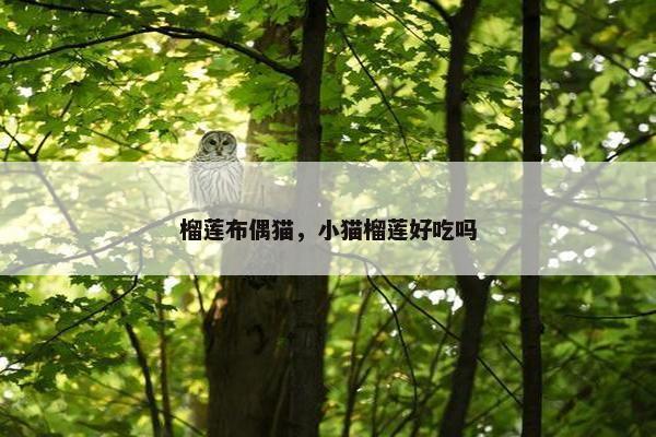 榴莲布偶猫，小猫榴莲好吃吗