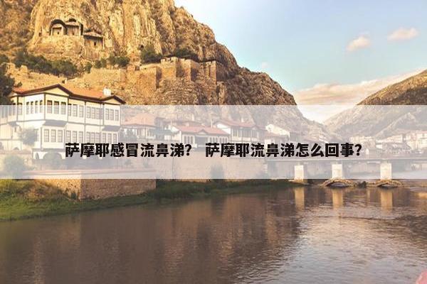 萨摩耶感冒流鼻涕？ 萨摩耶流鼻涕怎么回事？
