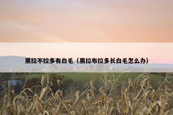 黑拉不拉多有白毛（黑拉布拉多长白毛怎么办）