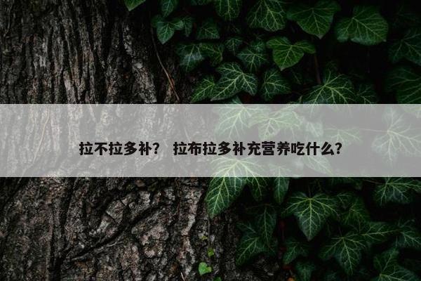 拉不拉多补？ 拉布拉多补充营养吃什么？