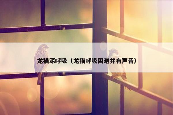 龙猫深呼吸(龙猫呼吸困难并有声音)