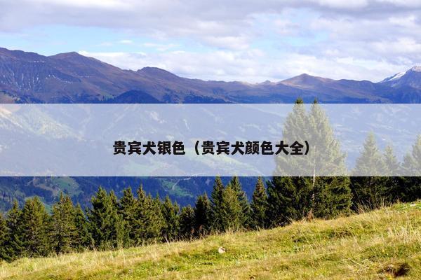 贵宾犬银色（贵宾犬颜色大全）