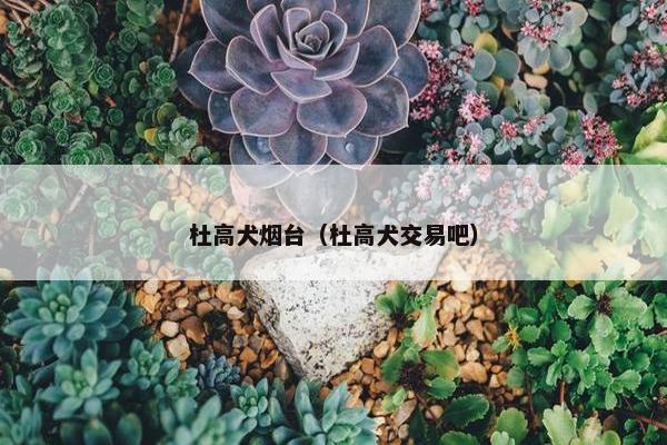 杜高犬烟台（杜高犬交易吧）