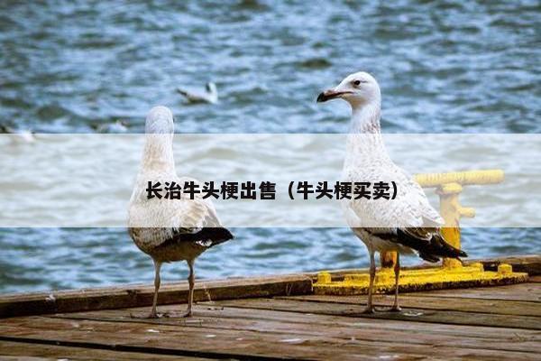 长治牛头梗出售（牛头梗买卖）