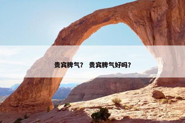 贵宾脾气？ 贵宾脾气好吗？