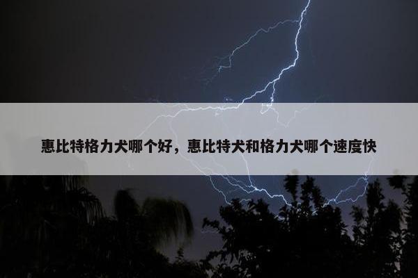 惠比特格力犬哪个好，惠比特犬和格力犬哪个速度快