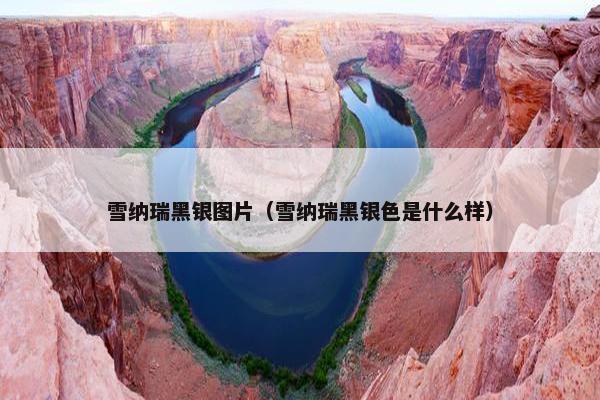雪纳瑞黑银图片(雪纳瑞黑银色是什么样)