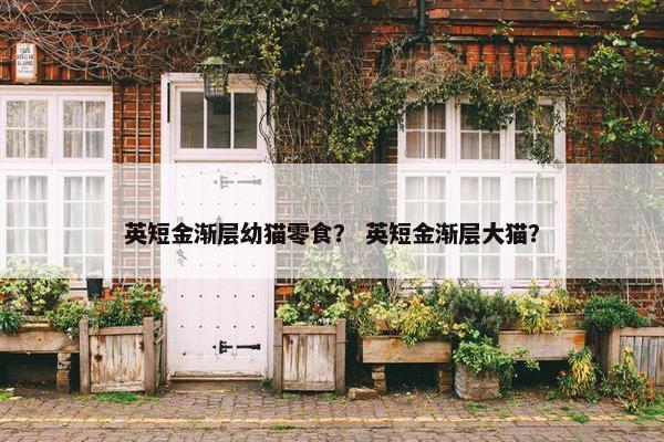 英短金渐层幼猫零食？ 英短金渐层大猫？
