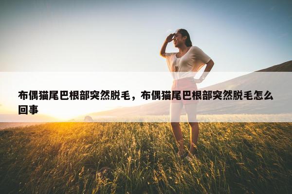 布偶猫尾巴根部突然脱毛，布偶猫尾巴根部突然脱毛怎么回事
